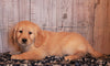 AKC Registered Golden Retriever For Sale Fredericksburg, OH Female- Betsy