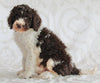 AKC Registered Standard Poodle For Sale Sugarcreek OH Male-Tommy
