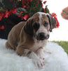 AKC Registered Great Dane Apple Creek OH Male-Bentley