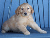 AKC Registered Golden Retriever For Sale Millersburg OH Female-Brittany