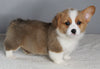 ACA Registered Pembroke Welsh Corgi For Sale Millersburg OH Male-Dasher