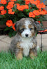 Brenedoodle For Sale Millersburg OH Female-Bella