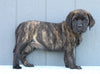 English Mastiff For Sale Fredericksburg, OH Male- London