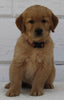 AKC Registered Golden Retriever For Sale Millersburg OH Female-Bailey