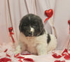 AKC Registered Newfoundland For Sale Millersburg OH Female-Bella
