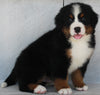 AKC Registered Bernese Mountain Dog For Sale Millersburg OH -Male Sarge