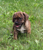 Puggle For Sale Sugarcreek OH Male-Rufus