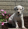 AKC Registered Dalmatian For Sale Holmesville OH Male-Spot