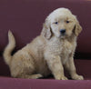 AKC Registered Golden Retriever For Sale Brinkhaven OH Male-Ryder