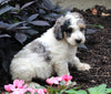 AKC Registered Standerd Poodle For Sale Millersburg OH Male-Diamond