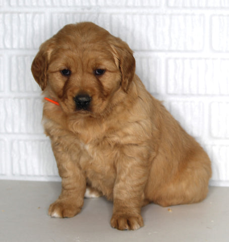 AKC Registered Golden Retriever For Sale Millersburg OH Female-Casey