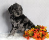 F1B Medium Labradoodle For Sale Millersburg OH Female-Florence
