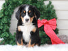AKC Registered Bernese Mountain Dog For Sale Sugarcreek, OH Female- Angel