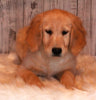 AKC Registered Golden Retriever For Sale Fredericksburg OH Female-Angie