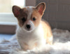 ACA Registered Pembroke Welsh Corgi For Sale Millersburg, OH Male- Teddy