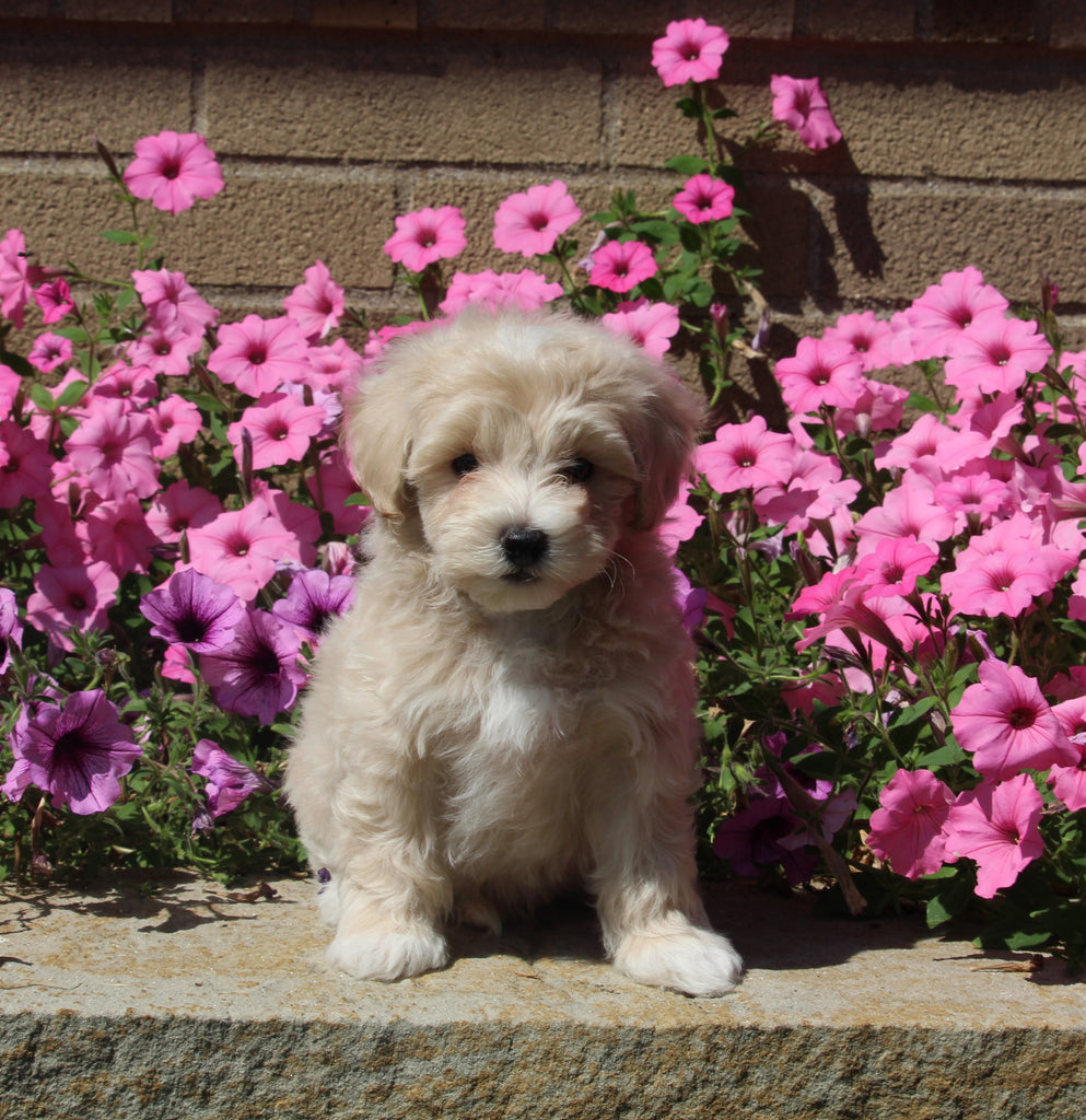 Maltipoo For Sale Dalton OH MaleBrody AC Puppies LLC