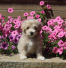Maltipoo For Sale Dalton OH Male-Brody