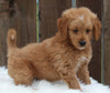 Mini Goldendoodle For Sale Millersburg OH Male-Winston