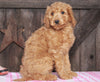 Medium F1BB Goldendoodle For Sale Millersburg, OH Female- Angie
