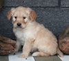 Standard Goldendoodle For Sale Fresno OH Male-King