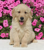 AKC Registered Golden Retriever For Sale Millersburg OH Male-Hunter