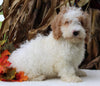 F1BB Mini Labradoodle For Sale Millersburg OH Male-Elliot