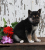 German Shepherd Husky For Sale Millersburg OH Male-Rocky