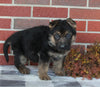 AKC Registered German Shepherd For sale Millersburg OH Male-Rusty