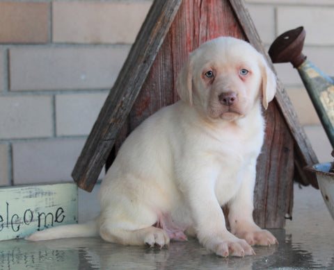 AKC Registered Labrador Retriever For Sale Sugarcreek, OH Male- Duke