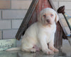 AKC Registered Labrador Retriever For Sale Sugarcreek, OH Male- Duke