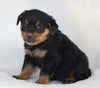 Rottweiler For Sale Fredericksburg OH Male-Diesel