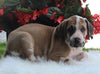 AKC Registered Great Dane Apple Creek OH Male-Bentley