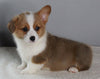 ACA Registered Pembroke Welsh Corgi For Sale Millersburg OH Male-Dasher