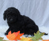 Medium F1B Labradoodle For Sale Millersburg OH Female-Hosanna