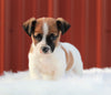 Jack Russell Terrier For Sale Fredericksburg, OH Male- Duke