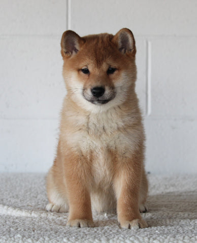 AKC Registered Shiba Inu For Sale Millersburg OH Female-Brianna