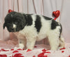 AKC Registered Newfoundland For Sale Millersburg OH Female-Bella