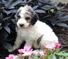 AKC Registered Standerd Poodle For Sale Millersburg OH Male-Diamond