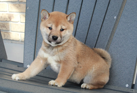 AKC Registered Shiba Inu For Sale Millersburg, OH Female- Ava