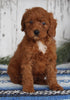 AKC Registered Mini Poodle For Sale Millersburg OH Male-Dallas
