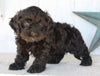 Cockapoo For Sale Millersburg OH Male-Clay