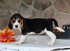 Beagle Mix For Sale Wooster OH Female-Chloe