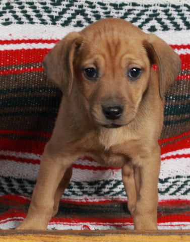 Mountain Cur For Sale Fredericksburg OH Male-Chance