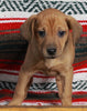 Mountain Cur For Sale Fredericksburg OH Male-Chance