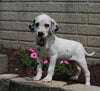 AKC Registered Dalmatian For Sale Holmesville OH Female-Star