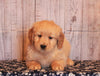 AKC Registered Golden Retriever For Sale Fredericksburg, OH Female- Molly