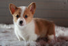 ACA Registered Pembroke Welsh Corgi For Sale Millersburg, OH Male- Teddy