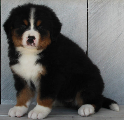AKC Registered Bernese Mountain Dog For Sale Millersburg OH -Female Kate
