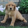 AKC Registered Golden Retriever For Sale Millersburg OH Female-Olivia