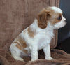 Cavachon For Sale Dalton OH Male-Charlie